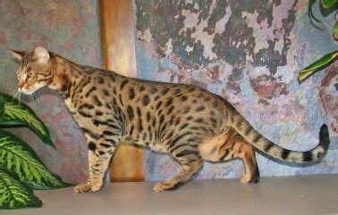 We adopted bay area savannah cats supreme leader snoke (a.k.a. Exotic Felines for Sale | Savannah Cat Breed