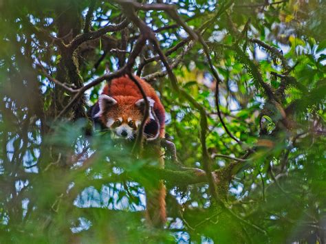 Red Panda The Cuddly Asian Bamboo Eater Roundglass Sustain