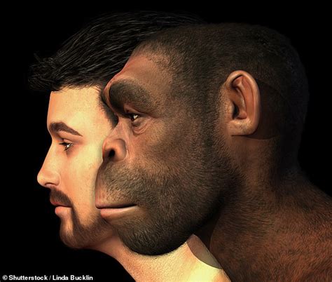 Homo Erectus Was Still Living 108000 Years Ago In Indonesia Earlier