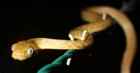Island Conservation Brown Tree Snakes Adapt Movement Patterns In Search
