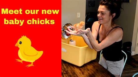 Baby Chickens Arrived What You Need To Get Started Baby Chicks YouTube