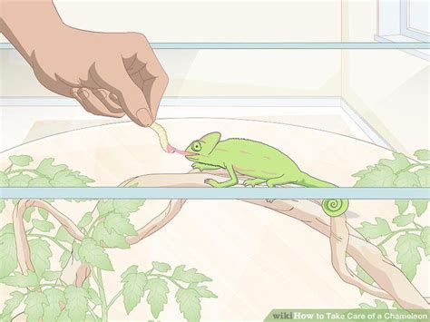 If your squirrel is very young, you will need to keep them warm and cozy—as these little ones rely on. How to Take Care of a Chameleon | Chameleon, Baby ...
