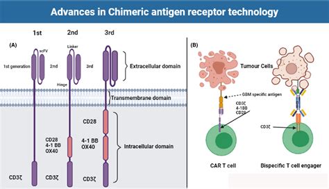 Current Progress In Chimeric Antigen Receptor T Cell Therapy For