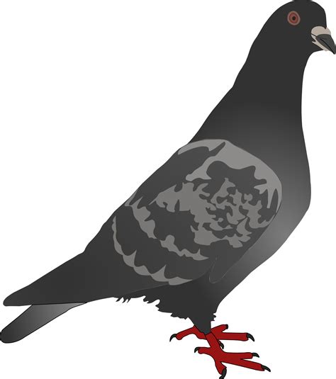 Columbidae Pigeon Png Hd Png Mart