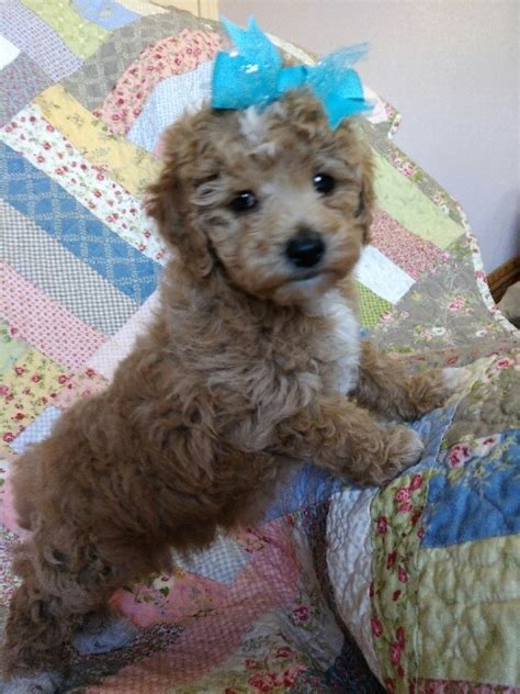 Toy Poodle Girl Apricot Red Female Click Pic For Info Poodles