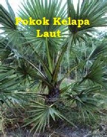 Pohon kelapa tropis alam pantai palm musim panas pohon minyak kelapa laut kelapa. Anim Agro Technology: KELAPA LAUT - APA DIA