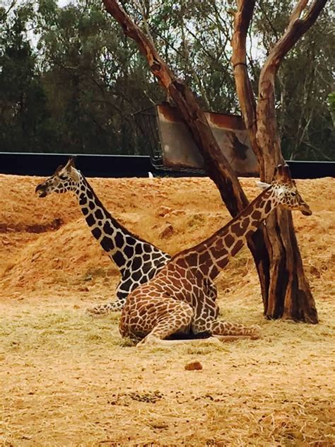 Baby Giraffe Falling Over Again And Again Johnson Quichademad