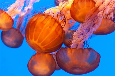 Review Those Beautiful Brainless Dangerous Jellyfish Of ‘spineless