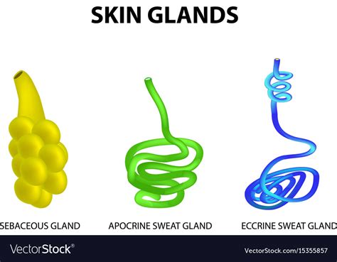 Structure Of The Glands Of The Skin Sebaceous Vector Image