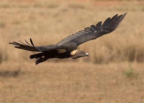 White Rumped Vulture Gyps Bengalensis Kanha National Par Flickr