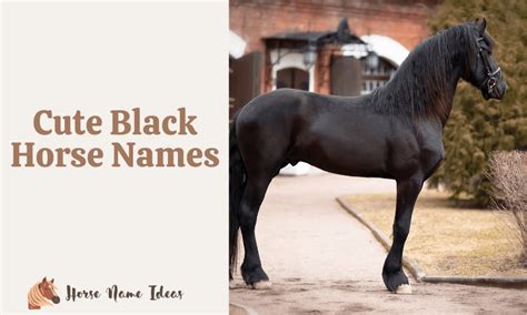 250 Cute Black Horse Names With Meanings