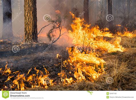 Big Flame On Forest Fire Stock Photo Image Of Heat Clouds 52437150