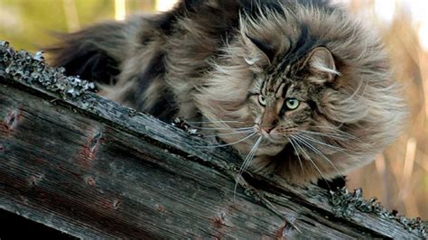 Norwegian Forest Cat On A Log Photo And Wallpaper Beautiful Norwegian