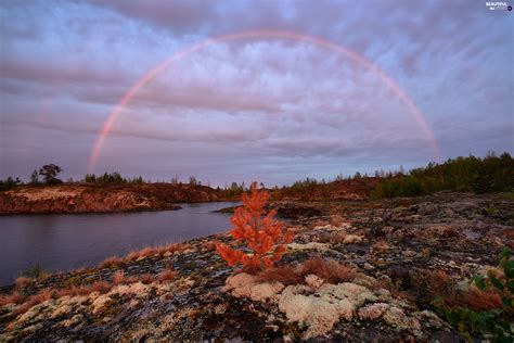 Great Rainbows Russia Viewes Grass Trees Lake Ladoga Beautiful