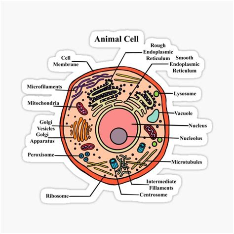 Animal Cell Labeled And What They Do Animal Cells And The Membrane