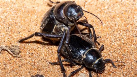 male darkling beetle gives oral sex to impress female before mating au — australia s