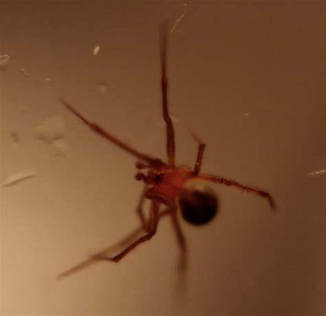 Insect And Spider Identification Is This A Brown Recluse 1 By