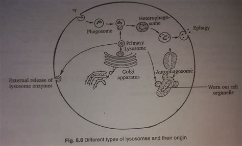 Biologyworld Best Notes For Students Various Type Of Lysosomes And