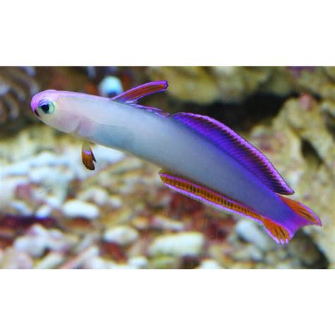 Firefish Purple Quarantined Fish