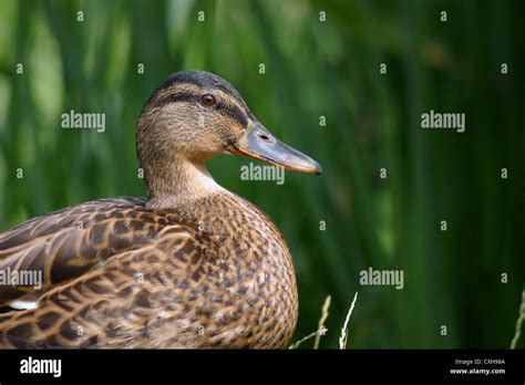 Mallard Duck Side View Hi Res Stock Photography And Images Alamy