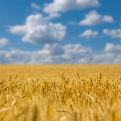 Summer Wheat Field Under A Cloudy Sky Stock Photo Image Of Amazing