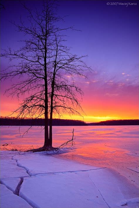 ~~dream A Dream ~ Lone Tree Guards A Purple Pink Sunset