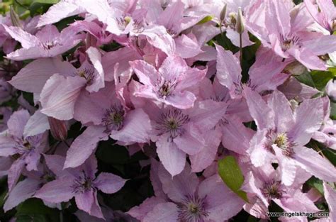 'fragrant oberon' _ 'fragrant oberon' is a compact, climbing, evergreen shrub with glossy, deeply. Clematis