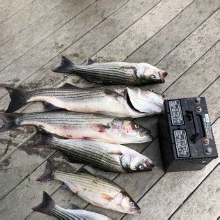 There are more than a half dozen boat launch ramps for launching. Fishing Charters | Hardy & Smith Mountain Lake, VA | Reel ...