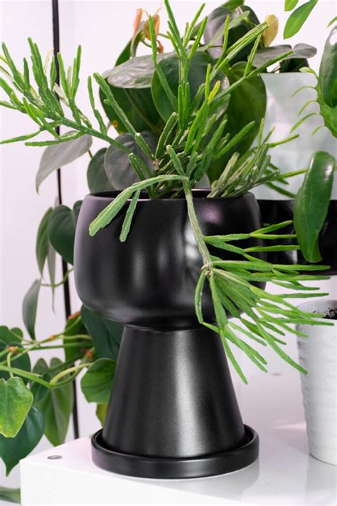 16 Of The Best Indoor Hanging Plants Stunning Trailing Houseplants