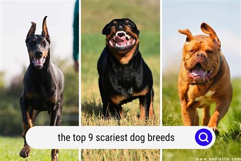 Scary Looking Dog Breeds