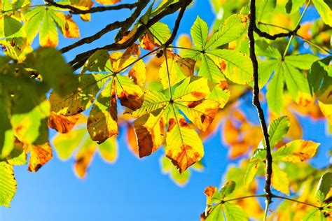 Helpful Tips For Tree Leaf Identification Earthpedia