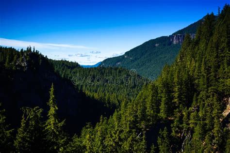 Oregon Pine Tree Forest Stock Image Image Of Oregon 235454721