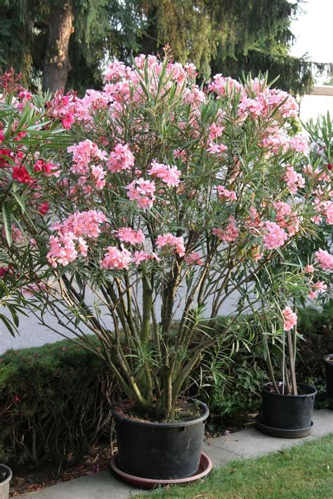 Der oleander ist für die hiesigen breitengrade eine wunderschöne kübelpflanze für wann der beste zeitpunkt für den rückschnitt bei einem oleander ist, ist nicht so leicht zu sagen. Ein neuer Topf für den Oleander | Garten pflanzen, Garten ...