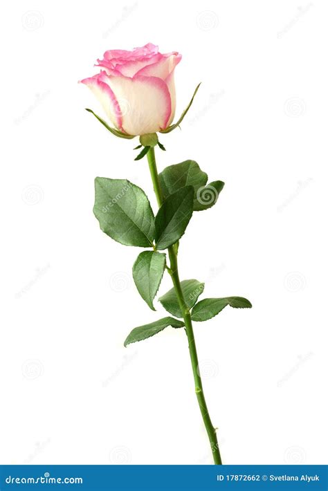 Pink Rose Stock Photography Image 17872662