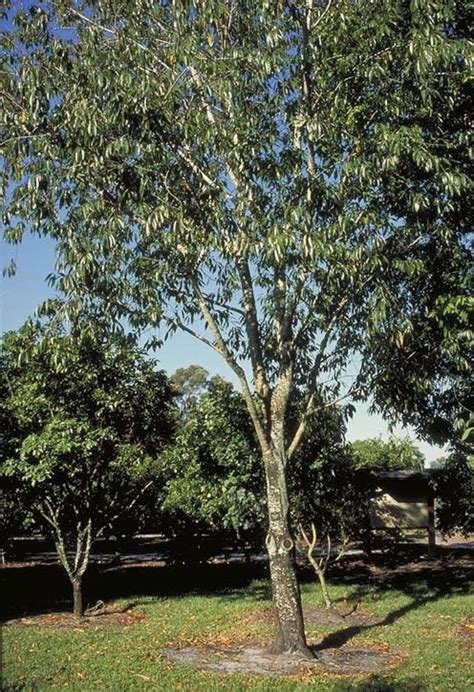 Mexican Bird Cherry Tree Selection Landscape Plants Edward F