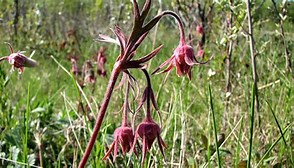 Image result for Three Flowered avens