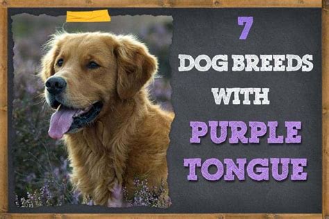 7 Dog Breeds With Purple Tongues Pictures And Info Zooawesome
