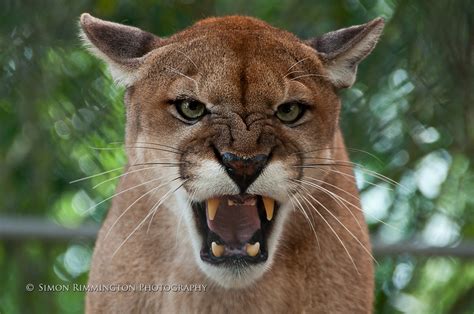 It was adopted as florida's state animal in 1982 which was chosen in 1982 by a vote of students throughout the state. Apache the Florida Panther | Taken at Panther Ridge ...