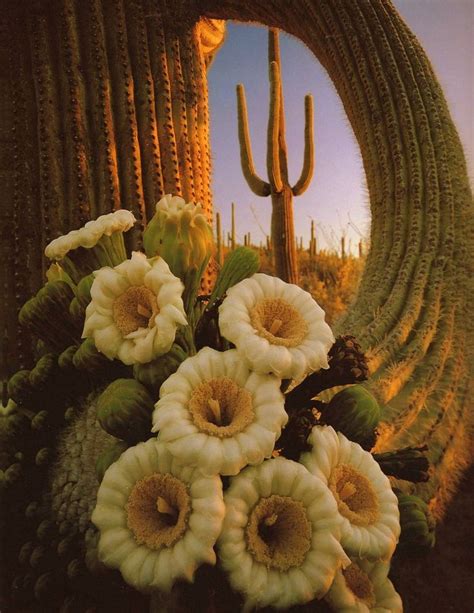 Desert Cactus And Flowers Arizonadesertsmountains Pinterest