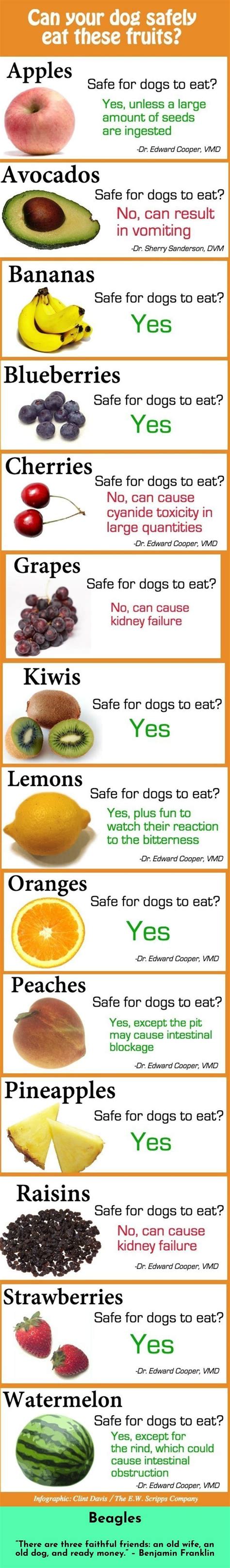 Sultry, sentimental, and a little bit sinister. 7 Best Dogs Breeds for People Allergies | Dogs, Dog food ...
