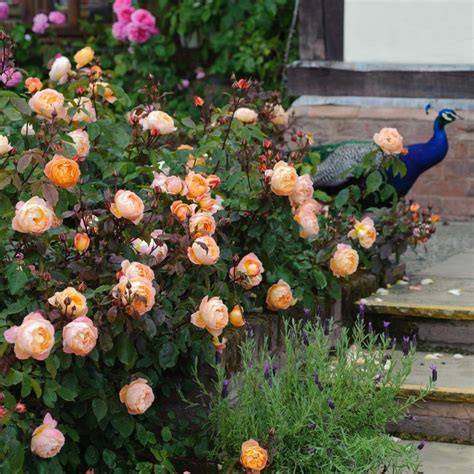 Pin By Stephanie Kemp On New Garden Early Summer David Austin Roses