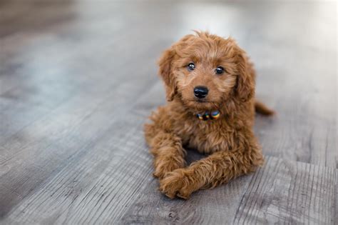We are transparent, allow visitors, and accept live video conferences walking through our home and showing you how we raise them. Mini Goldendoodle Puppies for Sale | Mini goldendoodle ...