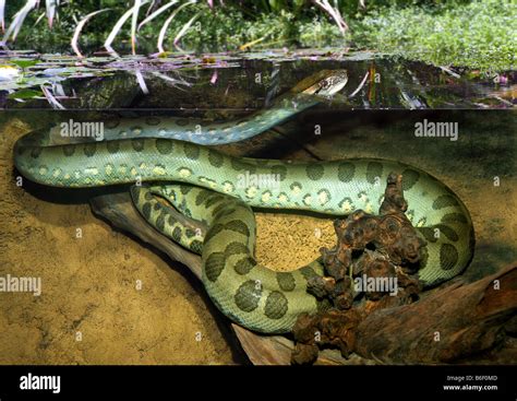 Anaconda Water Boa Eunectes Murinus Immersed Stock Photo Royalty