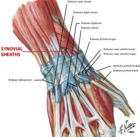 Wrist And Synovial Sheaths Anatomy Anatomy