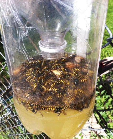 Stinging Wasps Active After Storms Ufifas Extension Okaloosa County
