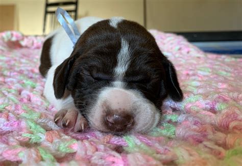 They are of a medium build, with a long body that is wider in the chest (barreled) and. German Shorthaired Pointer Puppies For Sale | Walnut Cove ...