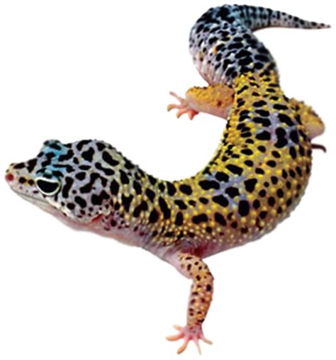 Geckos Png Images Transparent Free Download Pngmart