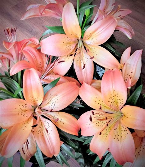 Photo Of The Bloom Of Lily Lilium Royal Sunset Posted By Jayzeke
