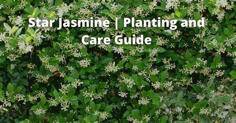 Star Jasmine In Pots Planting And Care Guide Garden Doctor