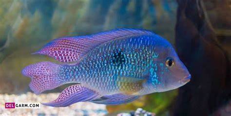 تعیین جنسیت در ماهی چگونه انجام می شود؟